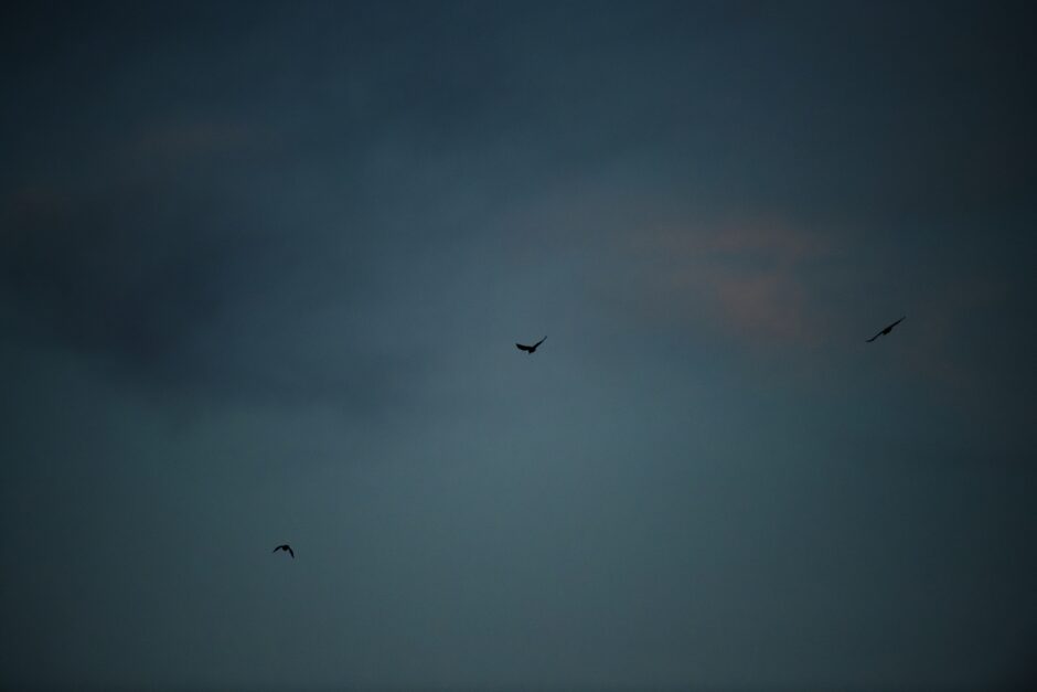 Birds fly in evening sun