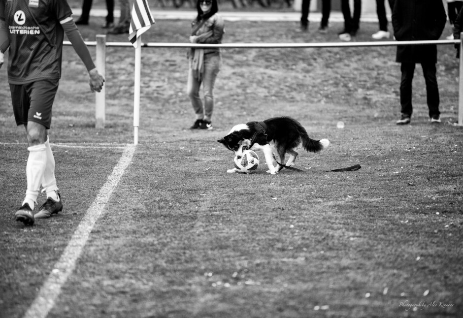 Dog takes control: From the tragic to the sublime. One of the UFC Pama spectators dog likes to play soccer too. Subject: soccer;football;burgenland;kittsee;dog;sport dog