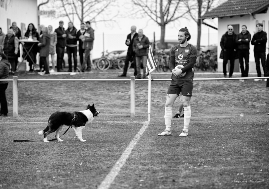 Dog guards Raffael Förster throw-in: Even after the players recuperate the ball, the dog does not give up. People are having fun running after a round rolly ball and the dog doesn't see why he should have to spend the afternoon bored on the sidelines. Subject: soccer;football;burgenland;kittsee;dog;sport dog;Raffael Förster