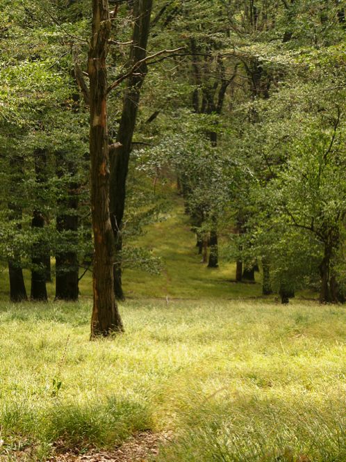 enchanted-wienerwald-P10107.jpg